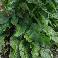 Rumex obtusifolius L.